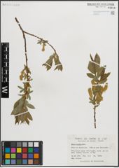 Foto von Salix lucida Muhl.